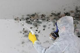 Why You Should Choose Our Mold Remediation Services in Aurora, NE